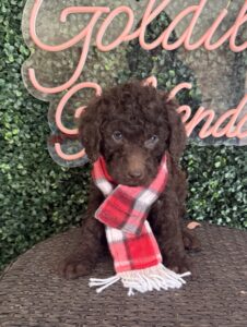 Playful Hershey Mini Goldendoodle puppy Texas playing with toy Dallas
