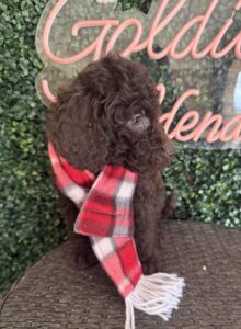 Hershey Mini Goldendoodle puppies Texas with litter siblings Goldilocks Goldendoodles