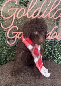 Hershey F1 Mini Goldendoodle male puppy full body sitting view Texas