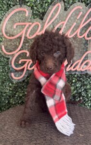 Hershey F1 Mini Goldendoodle male puppy full body sitting view Texas