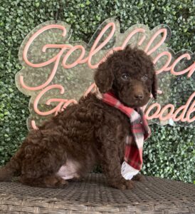 Hershey Mini Goldendoodle puppies Texas close-up portrait Dallas
