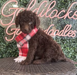 Hershey Mini Goldendoodle puppies Texas close-up portrait Dallas