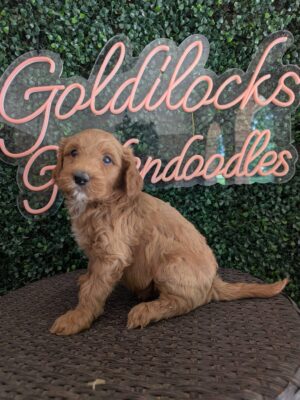 F1B Mini Goldendoodle Male Puppy “Lil Man” 25-35 lbs, DOB 04/15, Ready 6/10, $150/month (PayPal Pay Later)