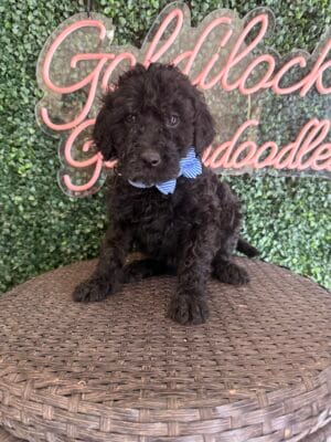 F1 Mini Goldendoodle Male Puppy “Bart” 25-35 lbs, DOB 12/28, $150/month (PayPal Pay Later)