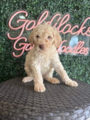 F1 Mini Goldendoodle Male Puppy “Heath” 25-35 lbs, DOB 12/28, $150/month (PayPal Pay Later)