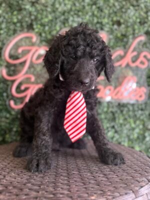 F1 Mini Goldendoodle Male Puppy “Tank” 25-35 lbs, DOB 12/28, $150/month (PayPal Pay Later)
