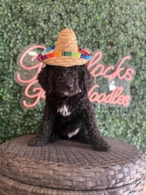 F1 Mini Goldendoodle Male Puppy “Poncho” 25-35 lbs, DOB 12/28, $150/month (PayPal Pay Later)