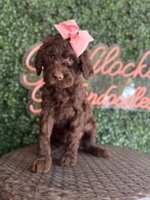 F1 Mini Goldendoodle Female Puppy “Reese’s” 25-35 lbs, DOB 12/28, $150/month (PayPal Pay Later)
