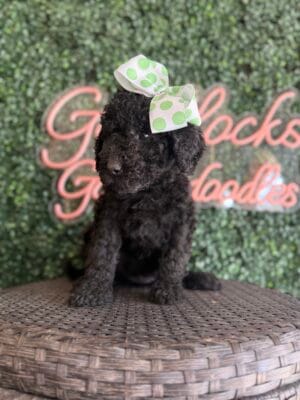 F1 Mini Goldendoodle Female Puppy “Dahlia” 25-35 lbs, DOB 12/28, $150/month (PayPal Pay Later)