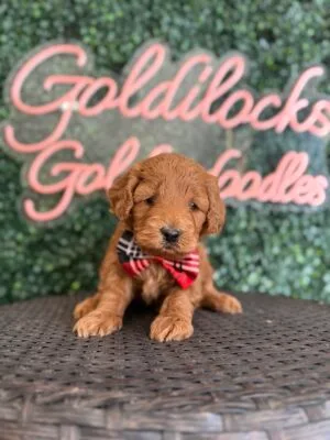 F1B Micro Goldendoodle Male Puppy “Gilbert” 15-25 lbs, DOB 01/21, Ready 3/18, $150/month (PayPal Pay Later)