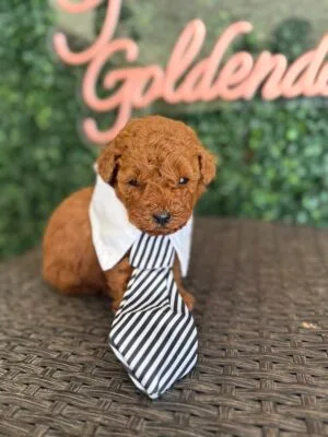 F1B Micro Goldendoodle Male Puppy “Lil Dood” 15-25 lbs, DOB 01/21, Ready 3/18, $150/month (PayPal Pay Later)