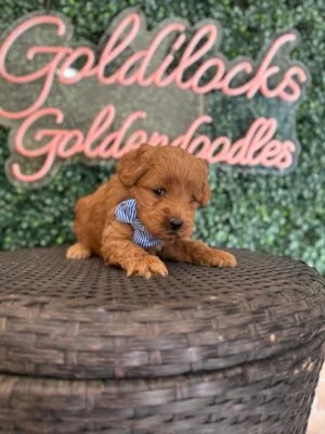 F1B Micro Goldendoodle puppy for sale in Texas named Mr. Harper close-up
