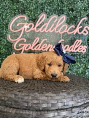 F1B Standard Goldendoodle Female Puppy “Tessie” 55-65 lbs, DOB 01/15, $150/month (PayPal Pay Later)