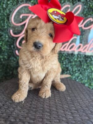 F1B Standard Goldendoodle Female Puppy “Buccee’s Girl” 55-65 lbs, DOB 01/15, $150/month (PayPal Pay Later)
