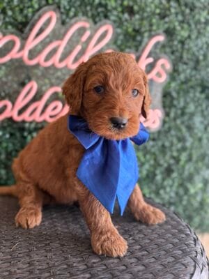 F1B Standard Goldendoodle Male Puppy “Jupiter” 55-65 lbs, DOB 01/15, $150/month (PayPal Pay Later)