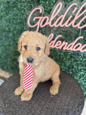 F1B Standard Goldendoodle Male Puppy “Mowgli” 55-65 lbs, DOB 01/15, $150/month (PayPal Pay Later)