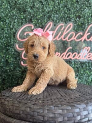 F1B Standard Goldendoodle Female Puppy “Bolivia” 55-65 lbs, DOB 01/15, $150/month (PayPal Pay Later)