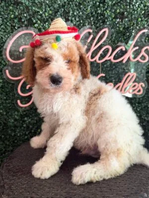 F1B Standard Goldendoodle Male Puppy “Marshmellow” 55-65 lbs, DOB 01/31, $150/month (PayPal Pay Later)