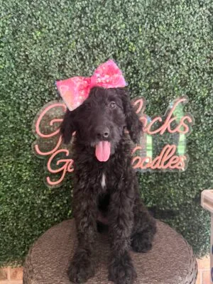F1 Mini Goldendoodle Female Puppy “Minnie Mouse” 25-35 lbs, DOB 12/28, $150/month (PayPal Pay Later)