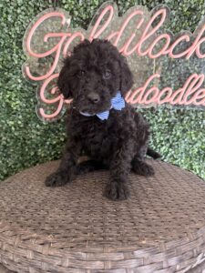 Bart Mini Goldendoodle puppies Texas being held family lifestyle Dallas