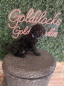 Bart Mini Goldendoodle puppies Texas being held family lifestyle Dallas