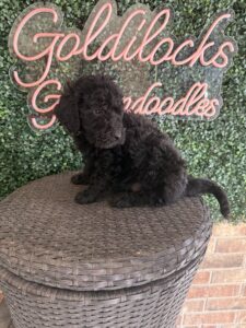 Bart Mini Goldendoodle puppies Texas being held family lifestyle Dallas