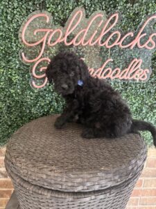 Playful Bart Mini Goldendoodle puppy Texas playing with toy Dallas
