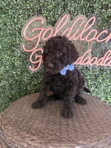 Bart Mini Goldendoodle puppies Texas with litter siblings Goldilocks Goldendoodles