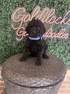 Bart F1 Mini Goldendoodle male puppy full body sitting view Texas