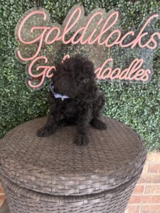 Bart Mini Goldendoodle puppies Texas close-up portrait Dallas
