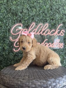 F1B Standard Goldendoodle Puppy for Sale in Texas – Bolivia