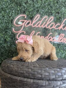 F1B Standard Goldendoodle Puppy for Sale in Texas – Bolivia