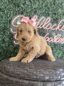 F1B Standard Goldendoodle Puppy for Sale in Texas – Bolivia