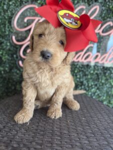 F1B Goldendoodle puppy for sale in Texas named Buccee’s Girl close-up