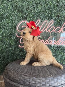 F1B Goldendoodle puppy for sale in Texas named Buccee’s Girl close-up