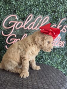 F1B Goldendoodle puppy for sale in Texas named Buccee’s Girl close-up