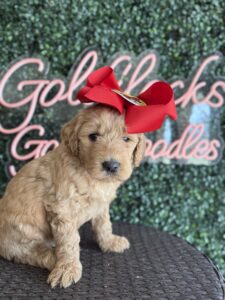F1B Goldendoodle puppy for sale in Texas named Buccee’s Girl close-up
