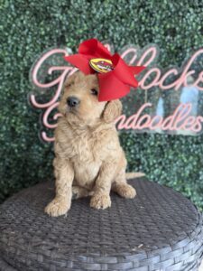 F1B Goldendoodle puppy for sale in Texas named Buccee’s Girl close-up