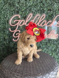 F1B Goldendoodle puppy for sale in Texas named Buccee’s Girl close-up