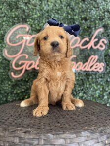 Tessie Standard Goldendoodle puppy available for reservation in Texas