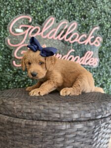 Tessie Standard Goldendoodle puppy available for reservation in Texas