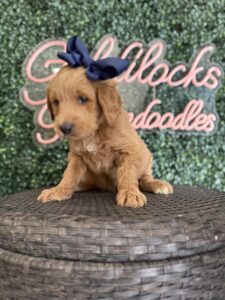 Tessie Standard Goldendoodle puppy available for reservation in Texas