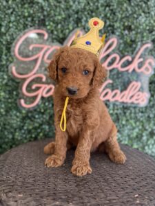 F1B Standard Goldendoodle Puppy for Sale in Texas – King J