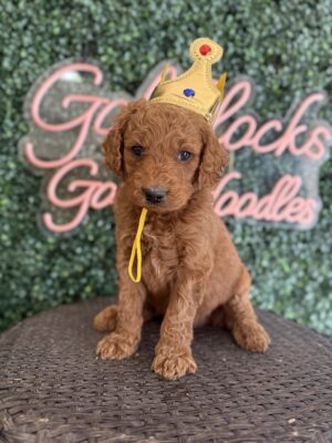 F1B Standard Goldendoodle Puppy for Sale in Texas – King J