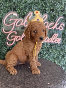 F1B Standard Goldendoodle Puppy for Sale in Texas – King J