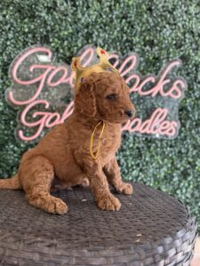 F1B Standard Goldendoodle Puppy for Sale in Texas – King J