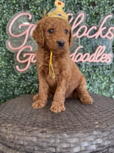 F1B Standard Goldendoodle Puppy for Sale in Texas – King J