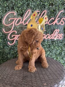 F1B Standard Goldendoodle Puppy for Sale in Texas – King J