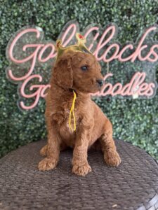 F1B Standard Goldendoodle Puppy for Sale in Texas – King J