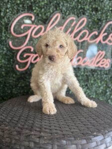 Heath Mini Goldendoodle puppies Texas being held family lifestyle Dallas